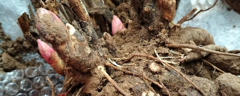 芍药根种下多久能发芽，种下后一个月就可以发芽