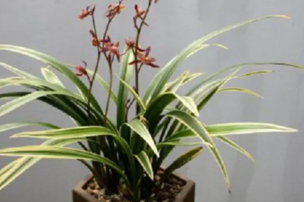 墨兰能不能养在卧室中，在卧室内养护不会影响睡眠