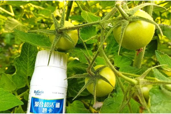 夏季番茄保花保果的方法，在正午搭配微喷设备喷水降温