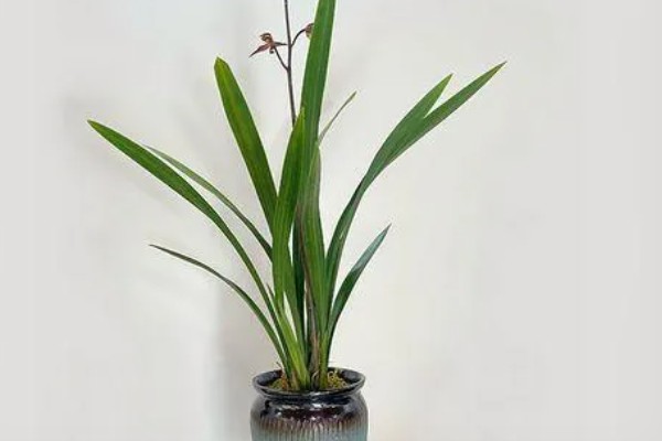 墨兰能不能养在卧室中，在卧室内养护不会影响睡眠