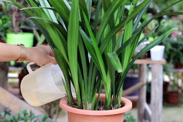 墨兰能不能养在卧室中，在卧室内养护不会影响睡眠