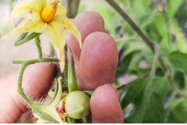 夏季番茄保花保果的方法，在正午搭配微喷设备喷水降温
