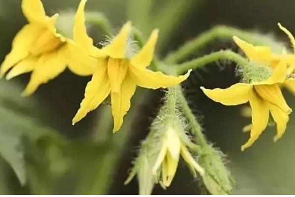 夏季番茄保花保果的方法，在正午搭配微喷设备喷水降温