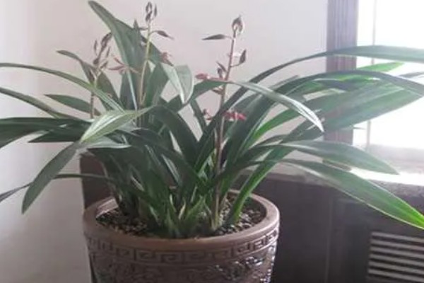 墨兰能不能养在卧室中，在卧室内养护不会影响睡眠