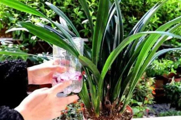 墨兰能不能养在卧室中，在卧室内养护不会影响睡眠