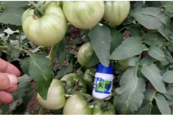 夏季番茄保花保果的方法，在正午搭配微喷设备喷水降温