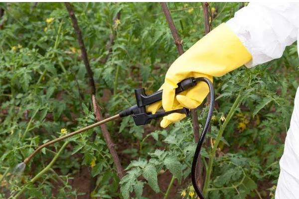 夏季番茄保花保果的方法，在正午搭配微喷设备喷水降温