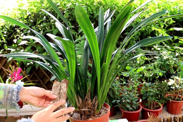 墨兰能不能养在卧室中，在卧室内养护不会影响睡眠