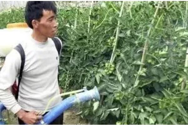 夏季番茄保花保果的方法，在正午搭配微喷设备喷水降温