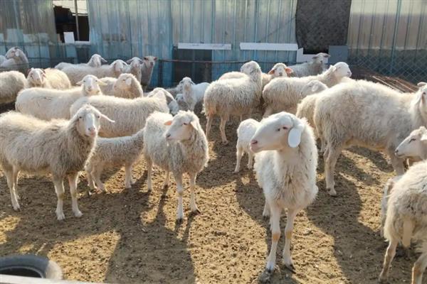 如何治疗羊小反刍,发病前期使用羊康肽