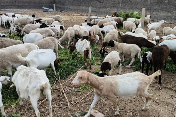 如何治疗羊小反刍,发病前期使用羊康肽