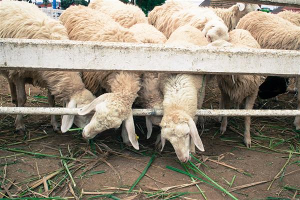 如何治疗羊小反刍,发病前期使用羊康肽