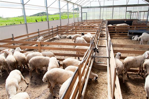 如何治疗羊小反刍,发病前期使用羊康肽