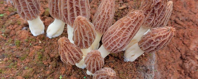 农业种植致富项目，推荐羊肚菌、百香果种植等