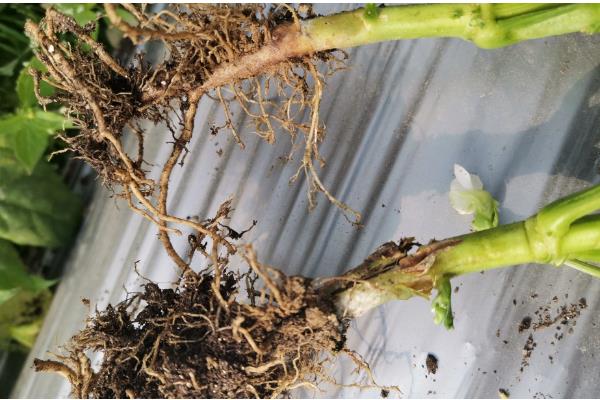 防治根腐病的方法，播种前可用粉锈宁拌种