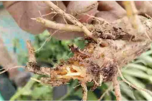 防治根腐病的方法，播种前可用粉锈宁拌种