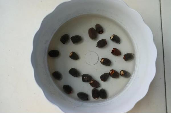 防治根腐病的方法，播种前可用粉锈宁拌种