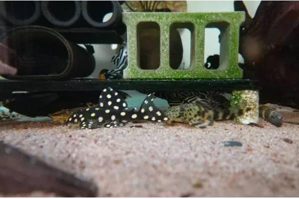 老虎异形鱼好不好养，饲养难度不大