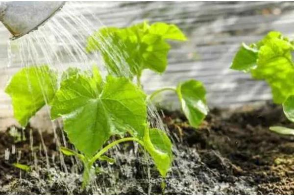 防治根腐病的方法，播种前可用粉锈宁拌种