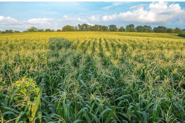 防治根腐病的方法，播种前可用粉锈宁拌种
