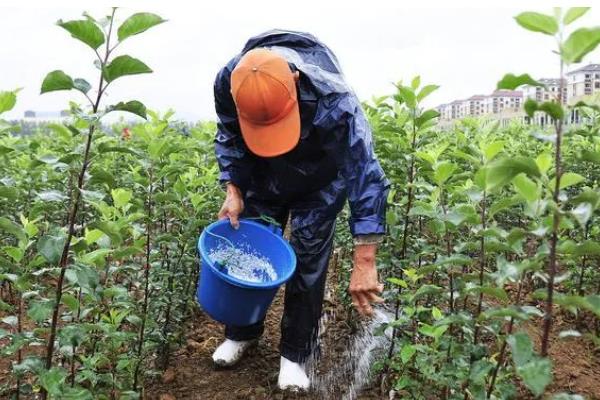 防治根腐病的方法，播种前可用粉锈宁拌种