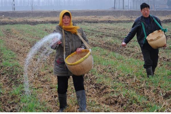 防治根腐病的方法，播种前可用粉锈宁拌种
