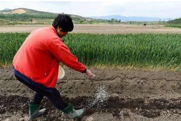 防治根腐病的方法，播种前可用粉锈宁拌种