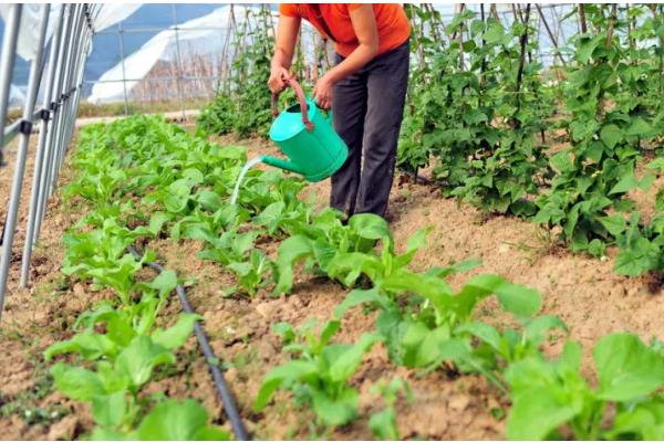 防治根腐病的方法，播种前可用粉锈宁拌种