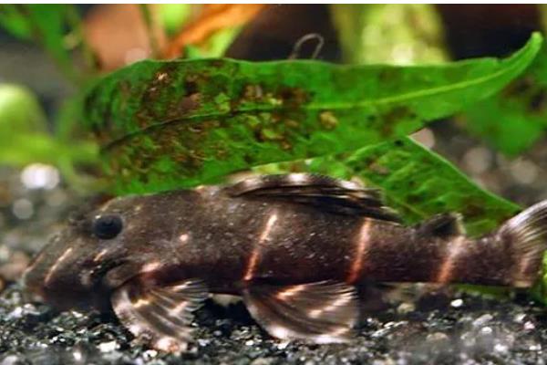 老虎异形鱼好不好养，饲养难度不大