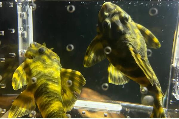 老虎异形鱼好不好养，饲养难度不大