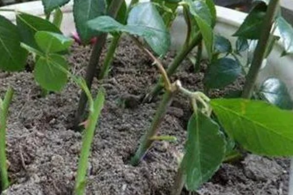 茶花如何扦插，在每年初夏和秋末进行