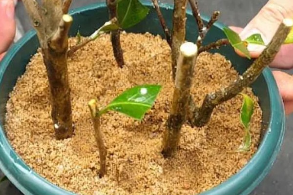 茶花如何扦插，在每年初夏和秋末进行