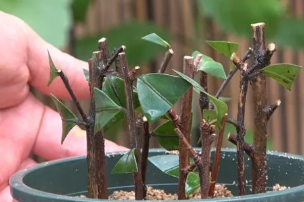 茶花如何扦插，在每年初夏和秋末进行