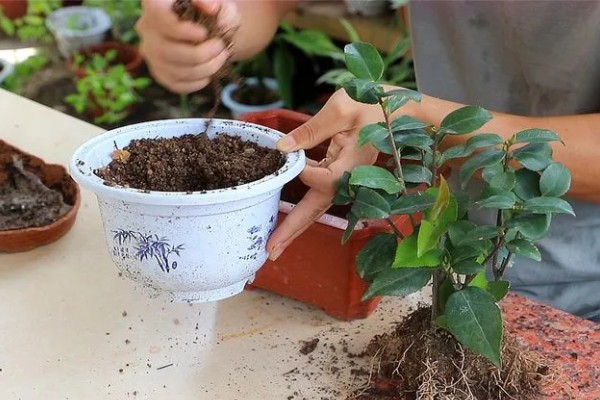 茶花如何扦插，在每年初夏和秋末进行