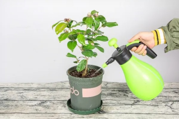 茶花如何扦插，在每年初夏和秋末进行