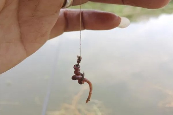 冬季黑坑钓鳊鱼选择哪种饵料，使用蚯蚓、红虫等活饵效果较好