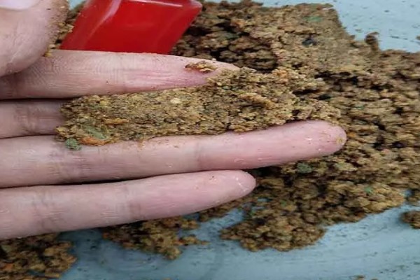 冬季黑坑钓鳊鱼选择哪种饵料，使用蚯蚓、红虫等活饵效果较好