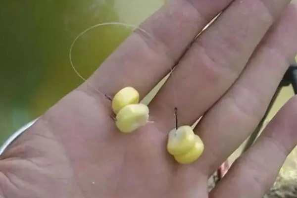 冬季黑坑钓鳊鱼选择哪种饵料，使用蚯蚓、红虫等活饵效果较好