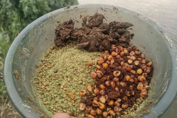 冬季黑坑钓鳊鱼选择哪种饵料，使用蚯蚓、红虫等活饵效果较好