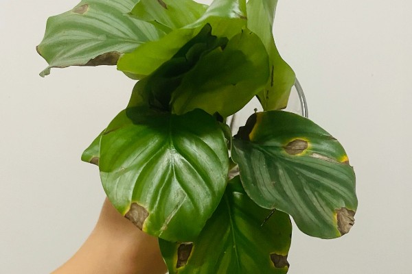 青苹果竹芋的繁殖方法，一般采取扦插的方式