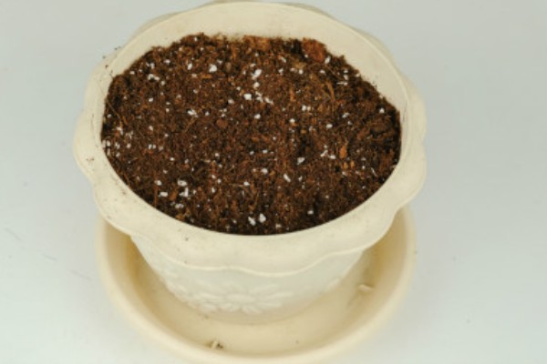 青苹果竹芋的繁殖方法，一般采取扦插的方式