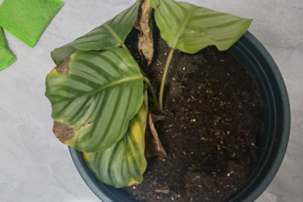 青苹果竹芋的繁殖方法，一般采取扦插的方式