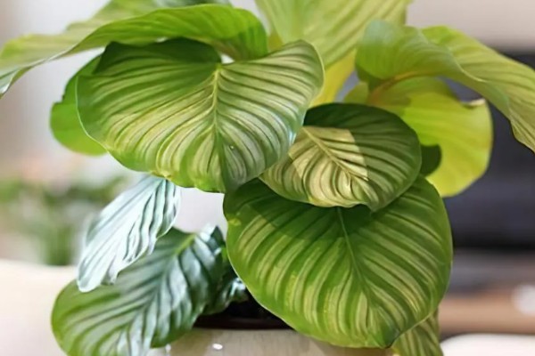 青苹果竹芋的繁殖方法，一般采取扦插的方式