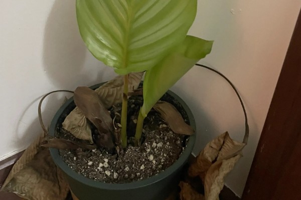 青苹果竹芋的繁殖方法，一般采取扦插的方式