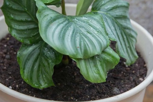 青苹果竹芋的繁殖方法，一般采取扦插的方式