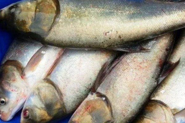 白鲢鱼为什么很便宜，受到产量高、肉质差等因素的影响