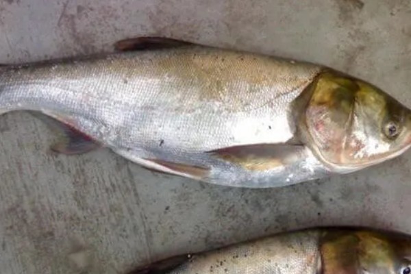 白鲢鱼为什么很便宜，受到产量高、肉质差等因素的影响