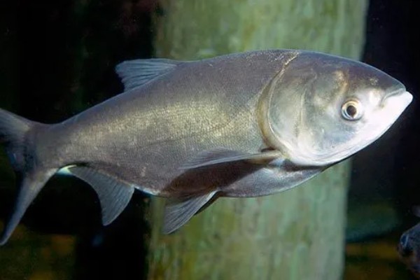 白鲢鱼为什么很便宜，受到产量高、肉质差等因素的影响