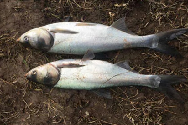 白鲢鱼为什么很便宜，受到产量高、肉质差等因素的影响