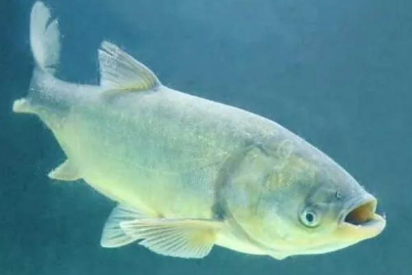 白鲢鱼为什么很便宜，受到产量高、肉质差等因素的影响